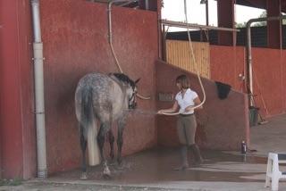 Douche chevaux